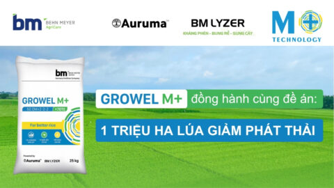 Behn Meyer tự hào là đơn vị đồng hành cùng Đề án phát triển bền vững 1 triệu ha chuyên canh lúa chất lượng cao, phát thải thấp gắn với tăng trưởng xanh tại ĐBSCL